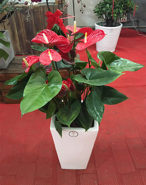 /UploadFiles/image/2017-01-20/58819e2ade79a.jpg 未標(biāo)題-2.jpg