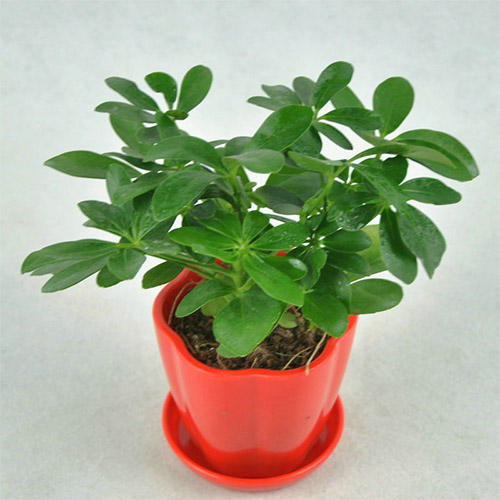 /UploadFiles/image/2017-03-22/58d1cf0b2727e.jpg 未標(biāo)題-1.jpg