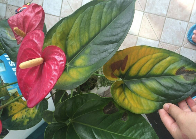 /UploadFiles/image/2017-06-10/593b59985a620.jpg QQ圖片20170610092514.jpg