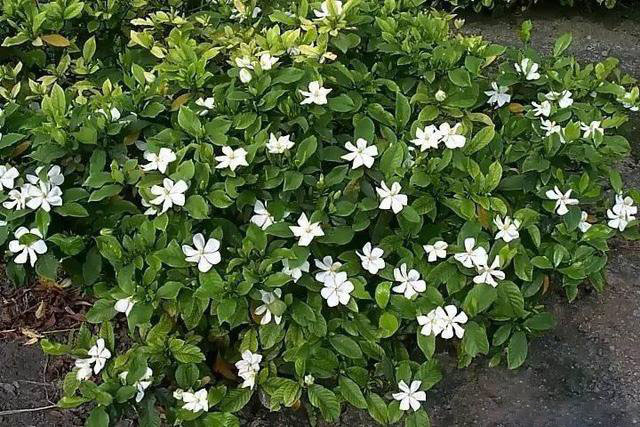 /UploadFiles/image/2017-08-03/59828b808c526.jpg 20170726085644682.jpg