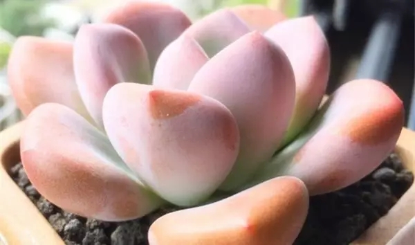 /UploadFiles/image/2018-08-27/5b83c2b18adbe.jpg 640 (1).webp (13).jpg