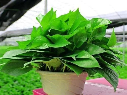 /UploadFiles/image/2018-09-11/5b97109ab38f7.jpg t0120eb62b1315952fb.webp.jpg