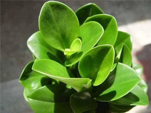 /UploadFiles/image/2018-09-11/5b9710aba4d29.jpg t0133692ee693ecf8f1.webp.jpg