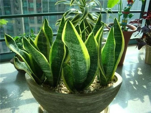 /UploadFiles/image/2018-09-11/5b9710b9d7a37.jpg t018a0712021c609ae5.webp.jpg