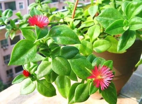 /UploadFiles/image/2018-09-11/5b97115f52251.jpg t01b32d6721a77fce4a.webp.jpg