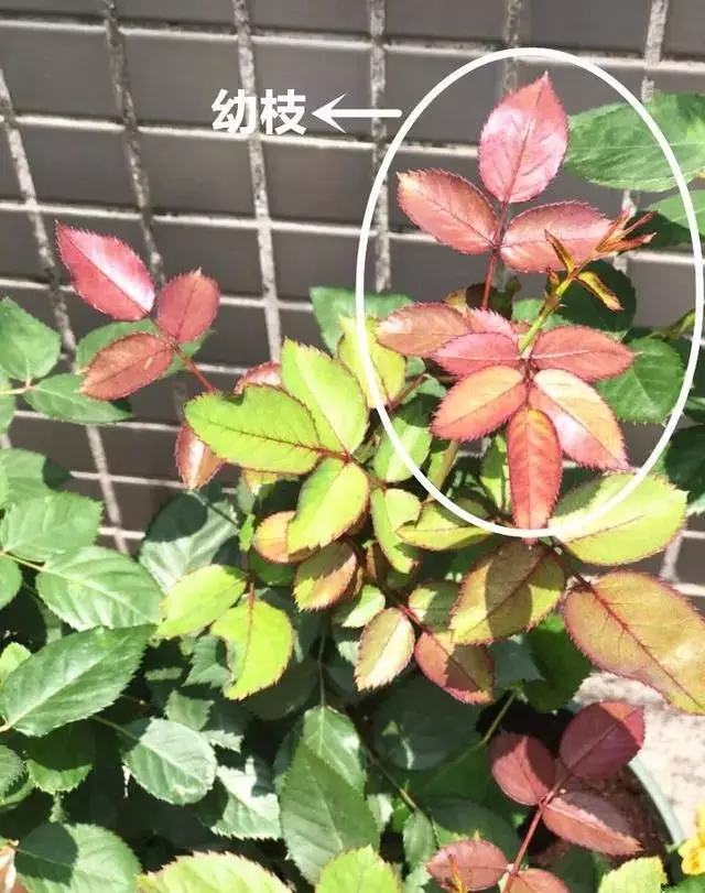 /UploadFiles/image/2018-10-10/5bbd9da25374d.jpg 640.webp (9).jpg