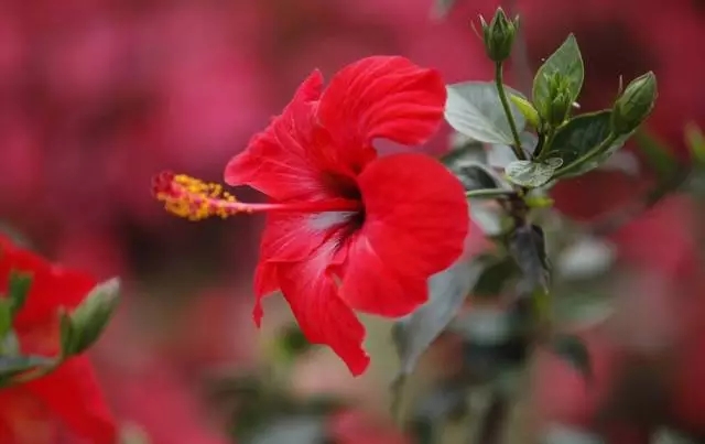 /UploadFiles/image/2018-10-25/5bd12332e3fe7.jpg 640.webp (2).jpg