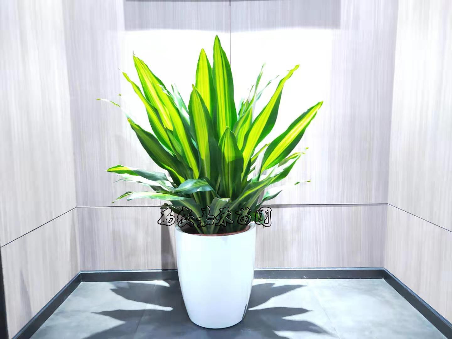 /UploadFiles/image/2020-01-07/5e1422f9438e7.jpg /UploadFiles/image/2020-01-07/5e1422f9438e7.jpg