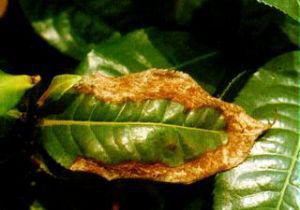 /UploadFiles/image/2020-02-26/5e55c8c149ca9.png 葉枯病.png