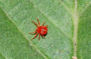 /UploadFiles/image/2020-02-26/5e55c8e4478f5.png 紅蜘蛛.png