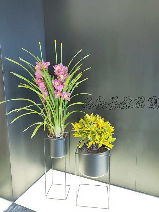 /UploadFiles/image/2020-03-17/5e7037e47f29e.jpg 西安商場花卉租賃2.jpg