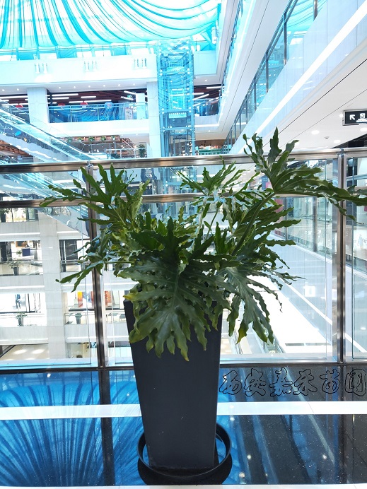 西安商場綠植租擺2.jpg
