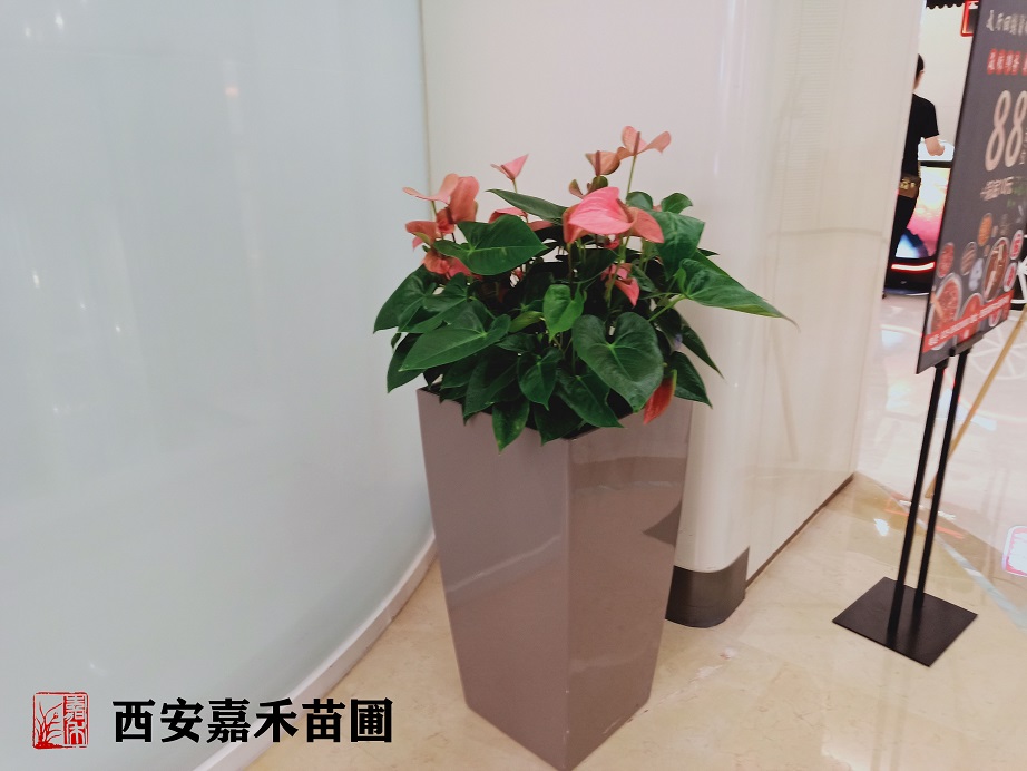 /UploadFiles/image/2020-05-21/5ec5e30f9c139.jpg /UploadFiles/image/2020-05-21/5ec5e30f9c139.jpg