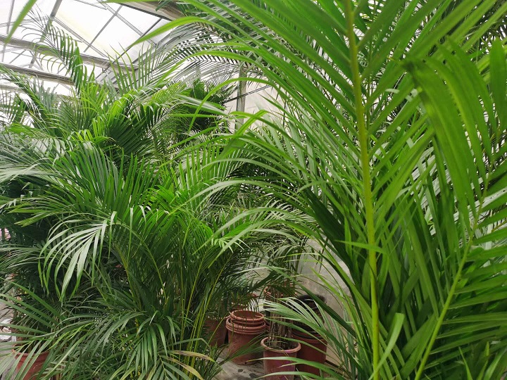 西安綠植租擺流程