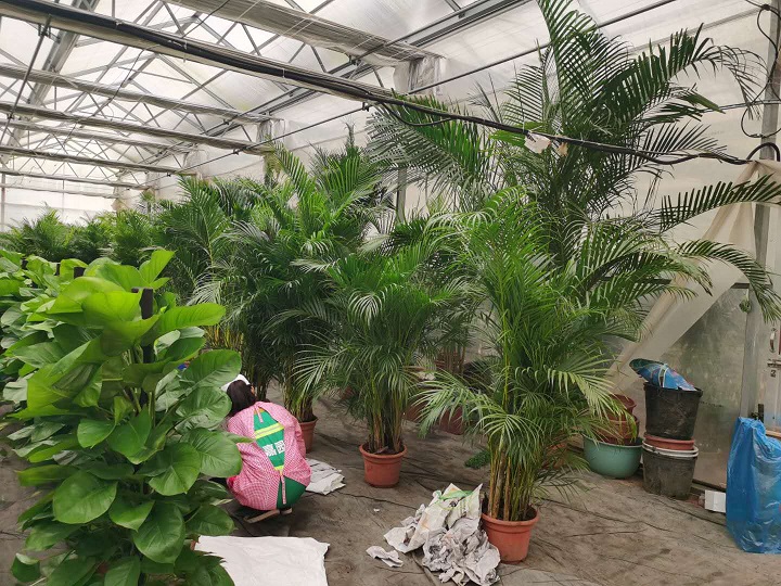 西安綠植租賃流程