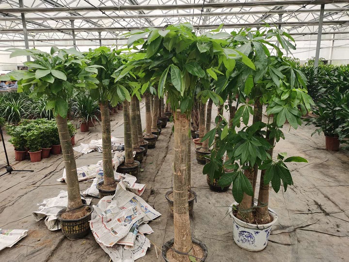 西安花卉租賃公司