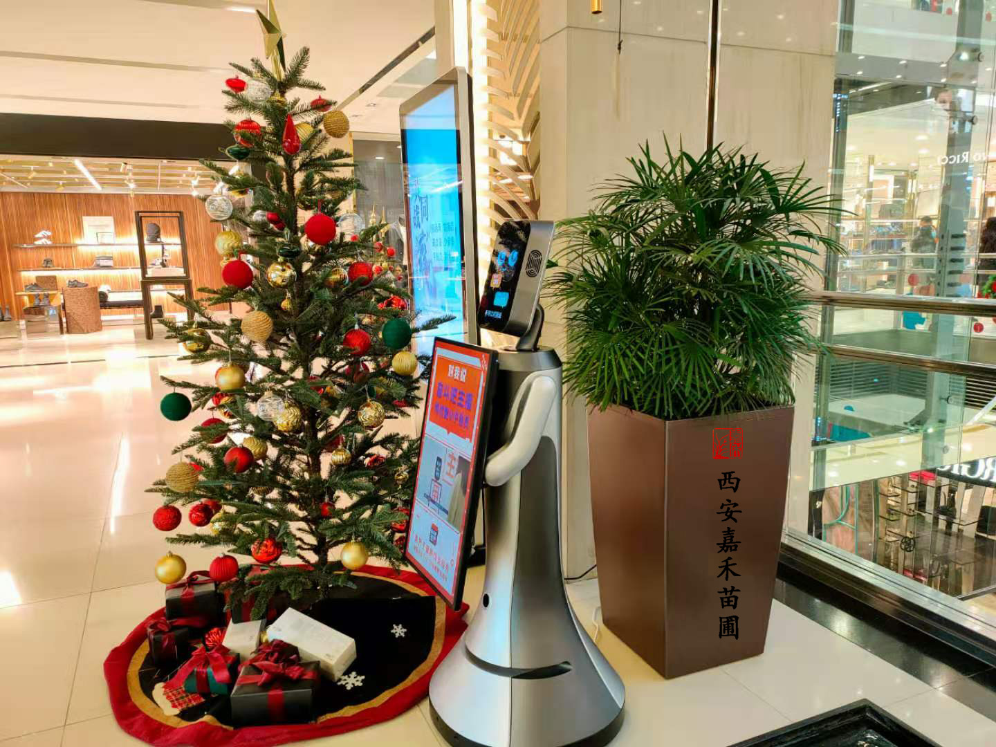 圣誕節(jié)綠植租賃 圣誕節(jié)綠植租賃