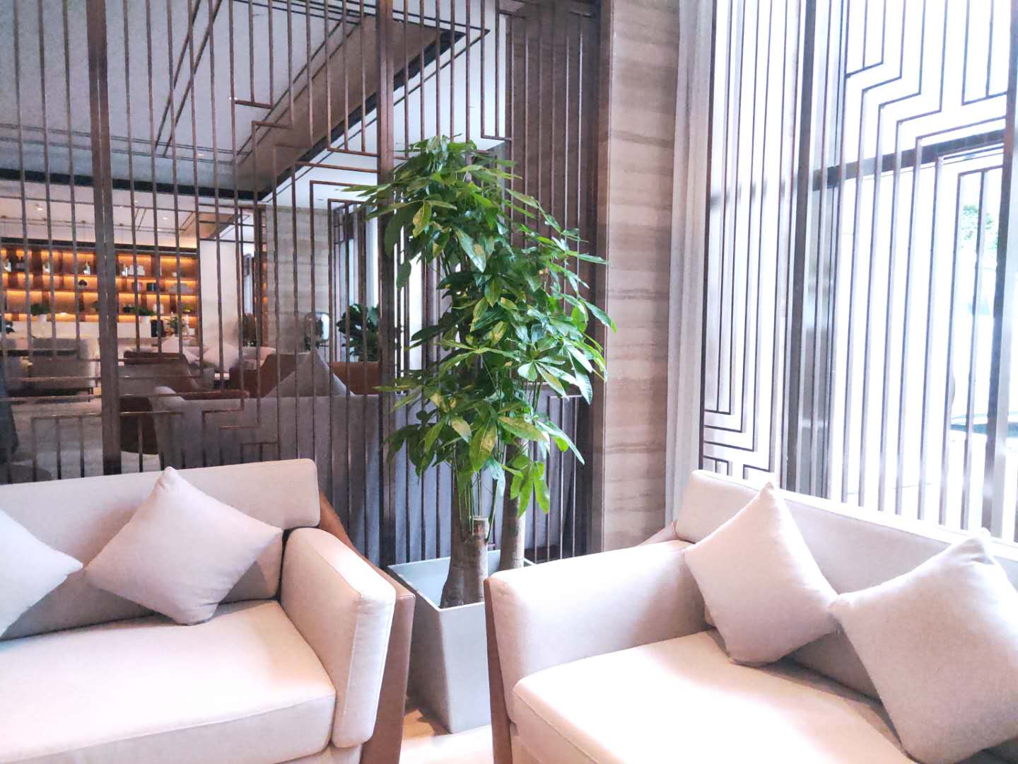 發(fā)財(cái)樹租擺租賃