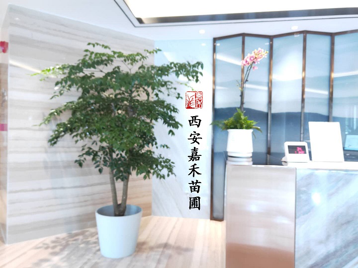 西安幸福樹租擺