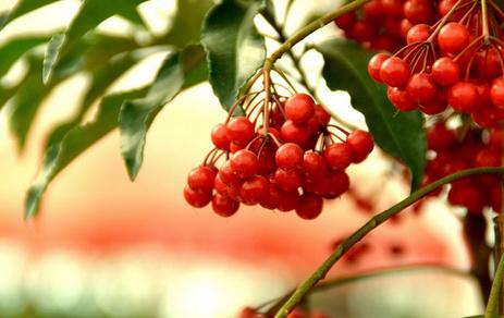 西安富貴籽租擺租賃 西安富貴籽租擺租賃