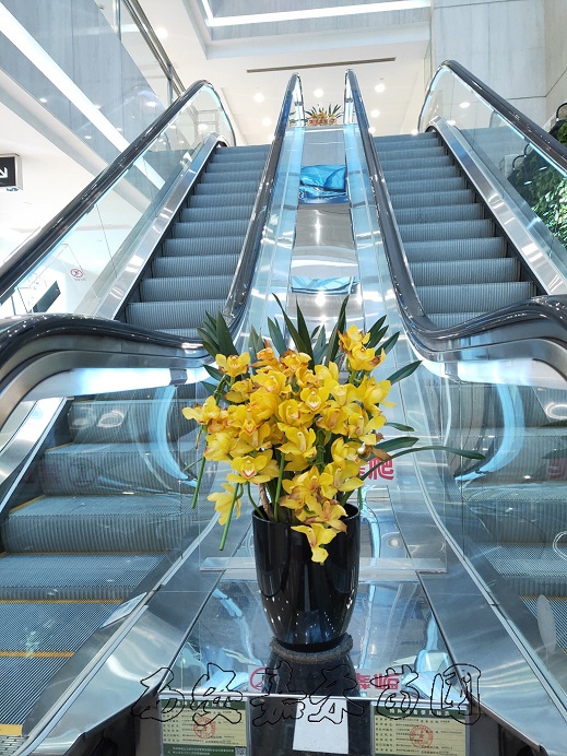 西安大花蕙蘭租擺租賃 西安大花蕙蘭租擺租賃