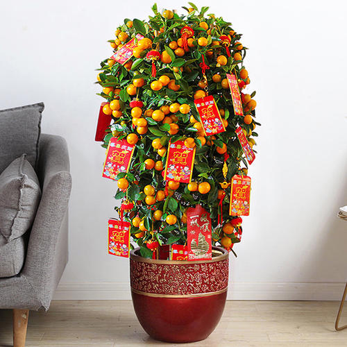 西安金桔租擺租賃 西安金桔租擺租賃