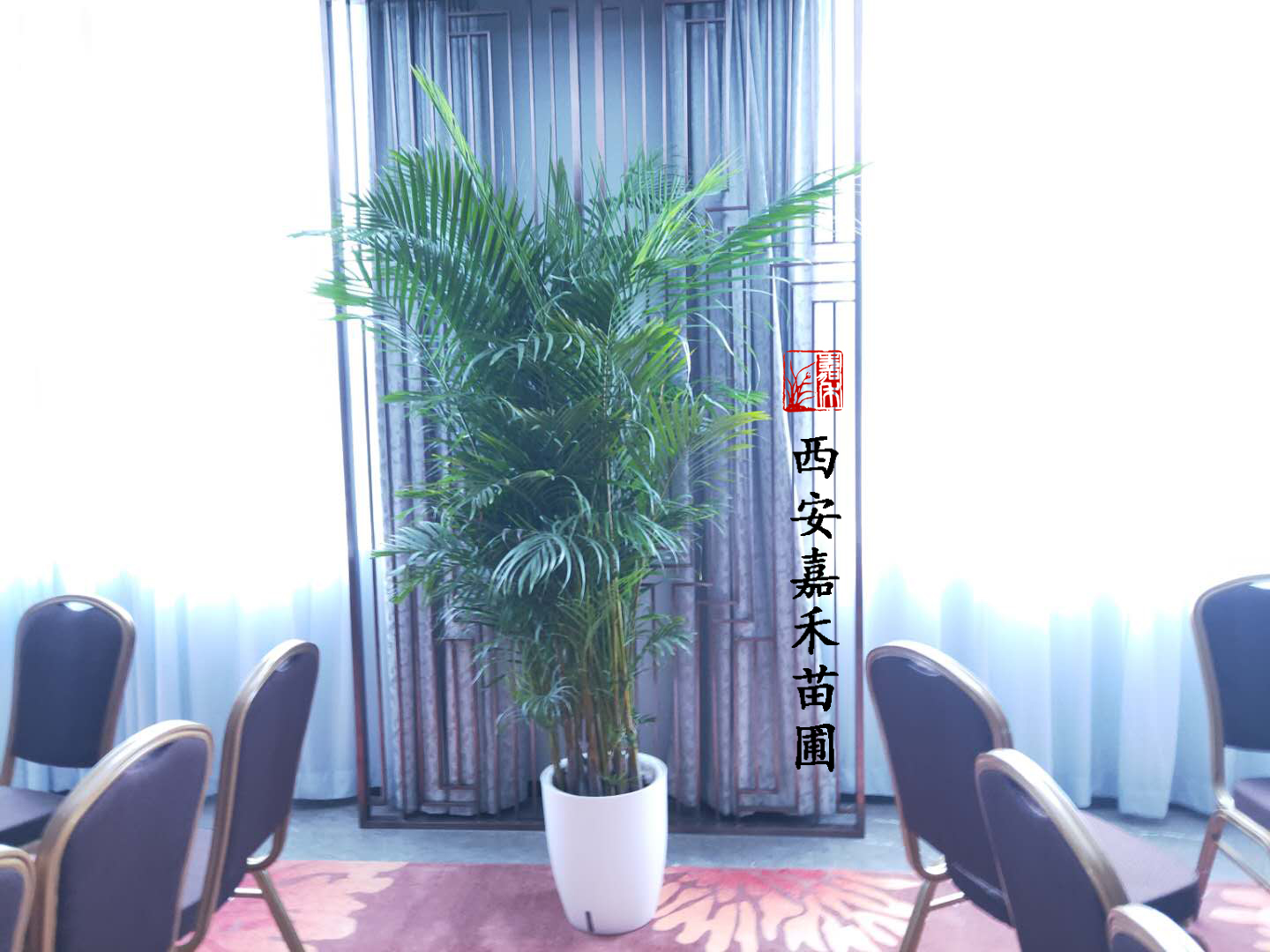 西安嘉禾苗圃散尾葵租賃