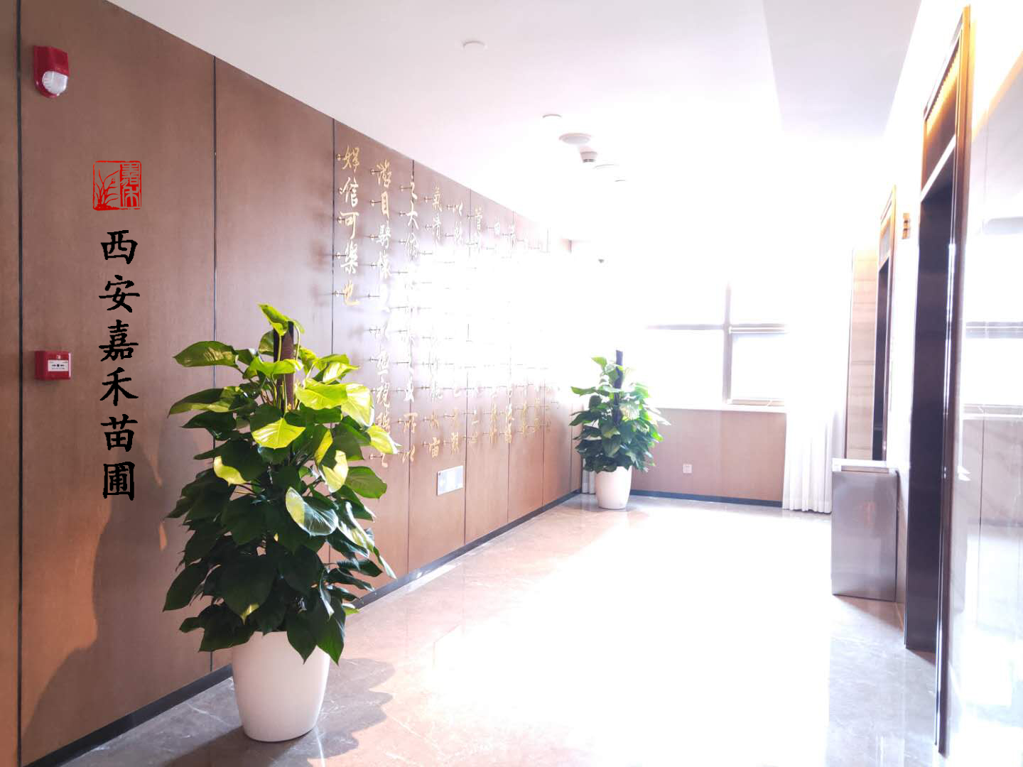 西安嘉禾苗圃綠蘿租擺