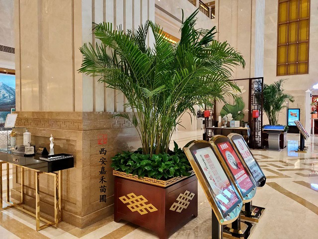 西安嘉禾苗圃散尾葵綠植租擺 西安嘉禾苗圃散尾葵綠植租擺