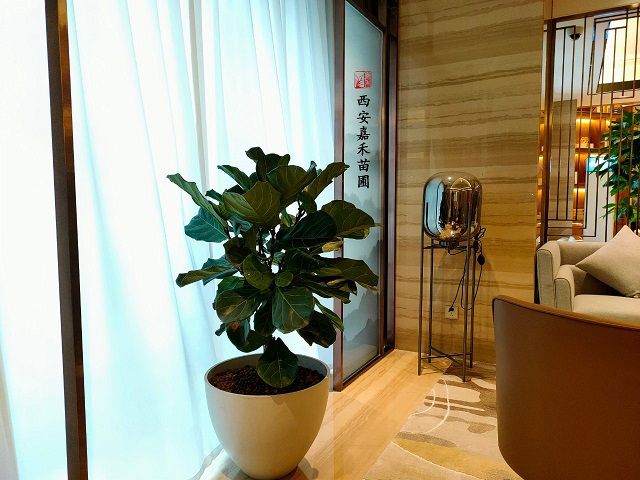 西安嘉禾苗圃琴葉榕綠植租擺