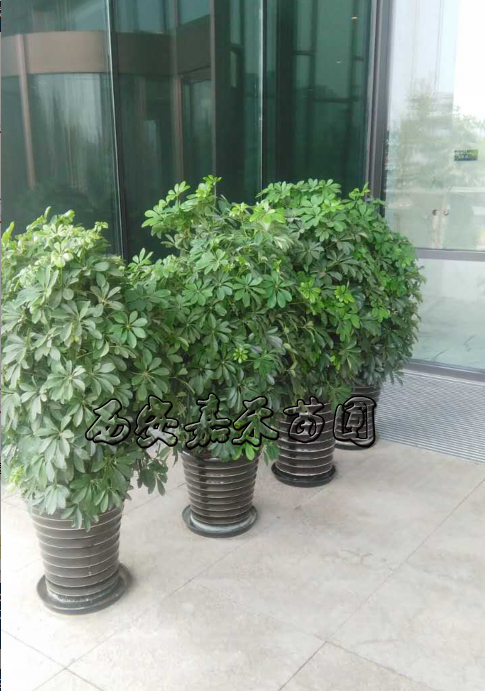 西安嘉禾苗圃鴨掌木租賃