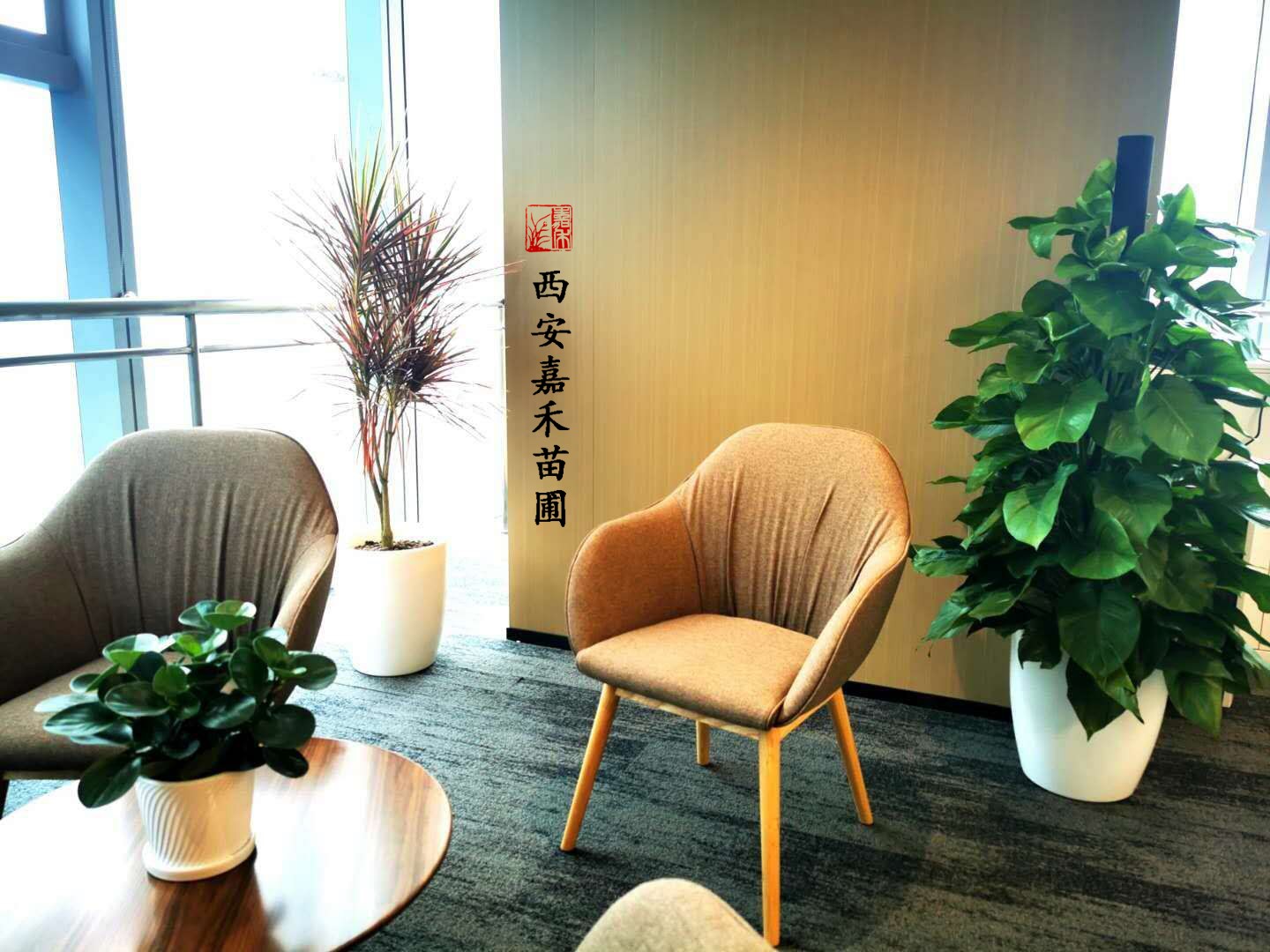 西安嘉禾苗圃綠蘿柱租擺 西安嘉禾苗圃綠蘿柱租擺