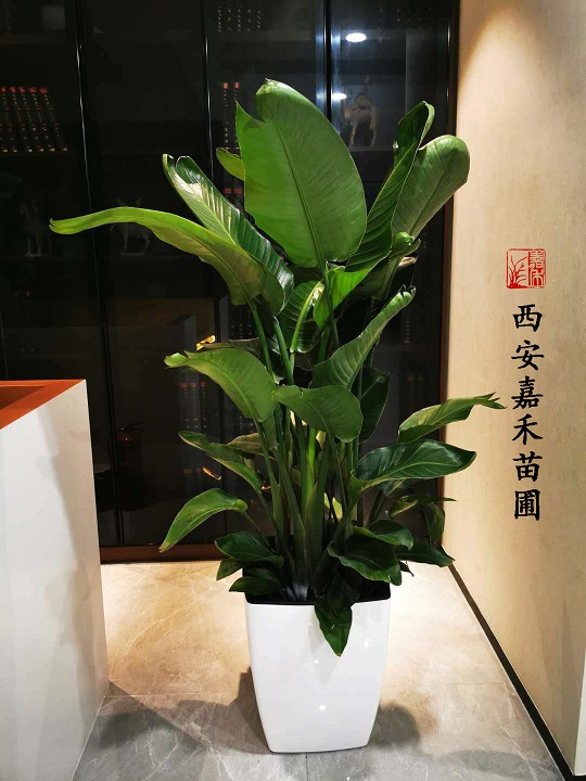 西安嘉禾苗圃鶴望蘭花卉租擺 西安嘉禾苗圃鶴望蘭花卉租擺