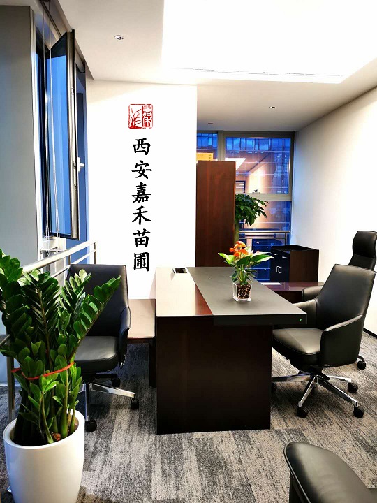 金錢樹租擺租賃