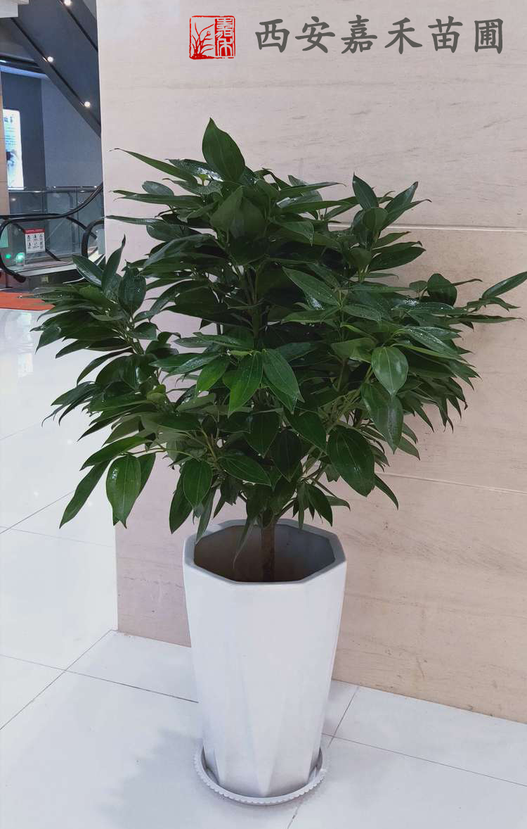 西安嘉禾苗圃平安樹租賃