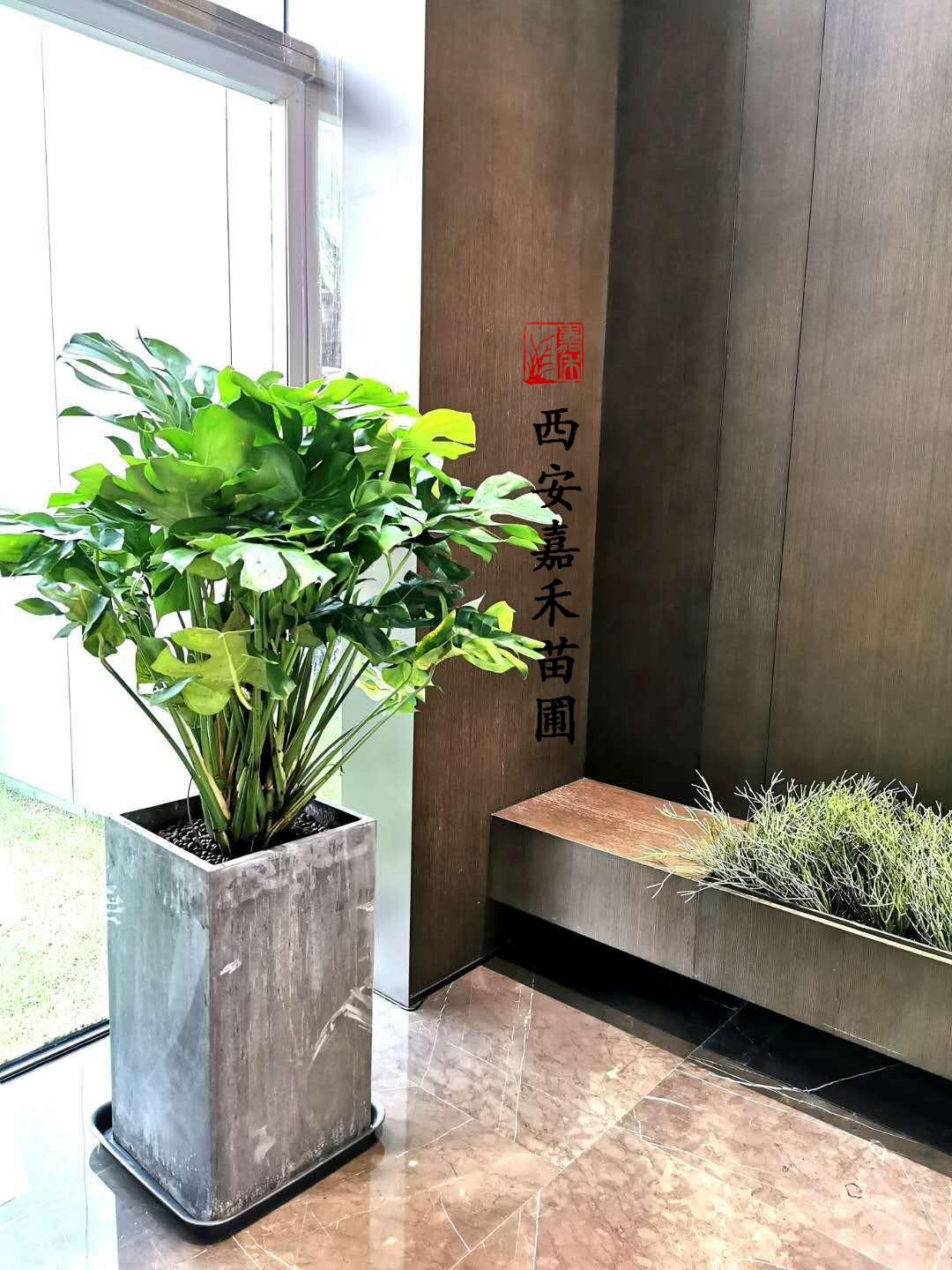 西安嘉禾苗圃龜背竹租賃