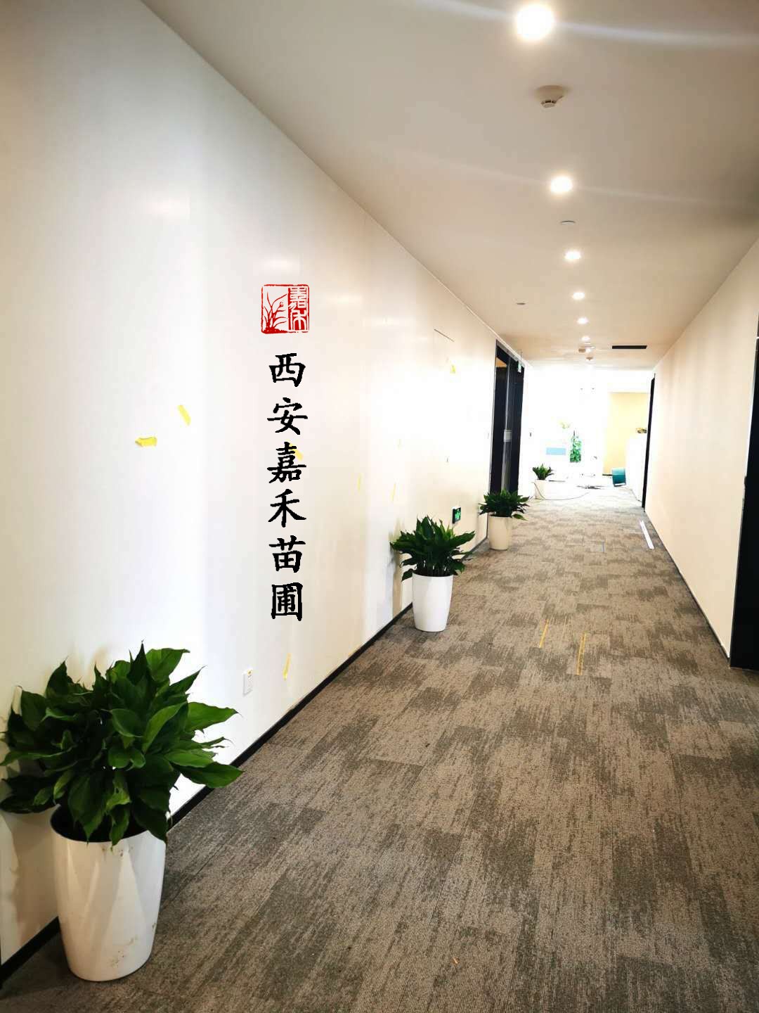 萬年青租擺 萬年青租擺