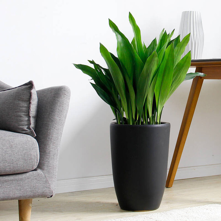 西安一葉蘭租擺 西安一葉蘭租擺