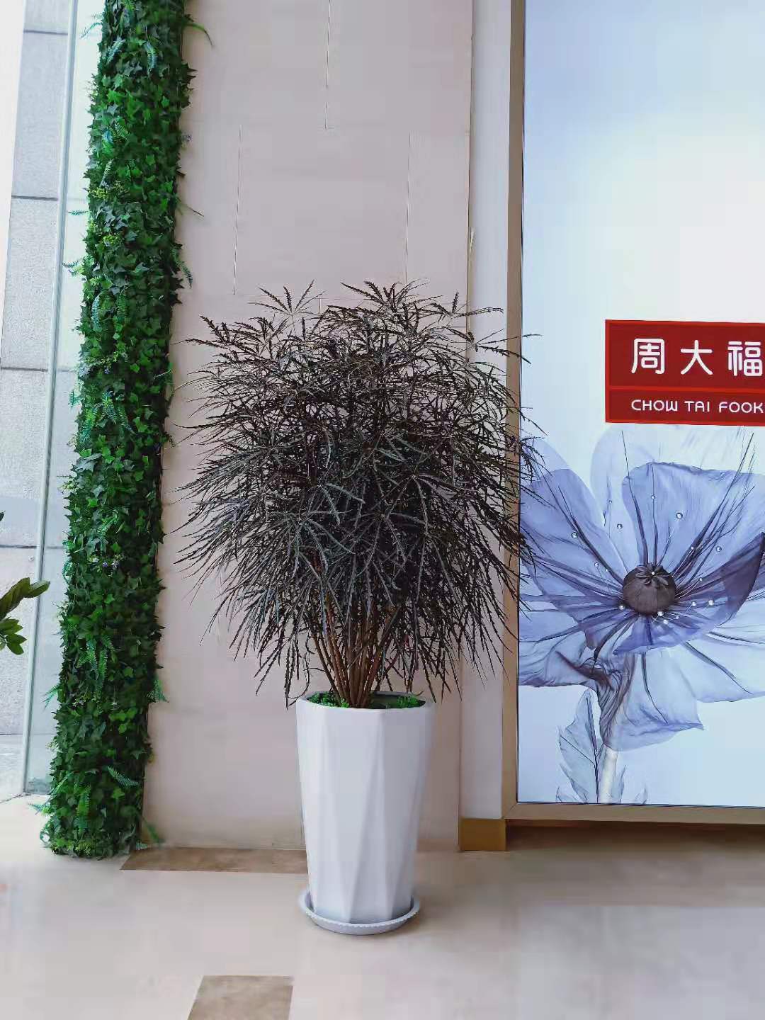 西安孔雀木租擺租賃 西安孔雀木租擺租賃