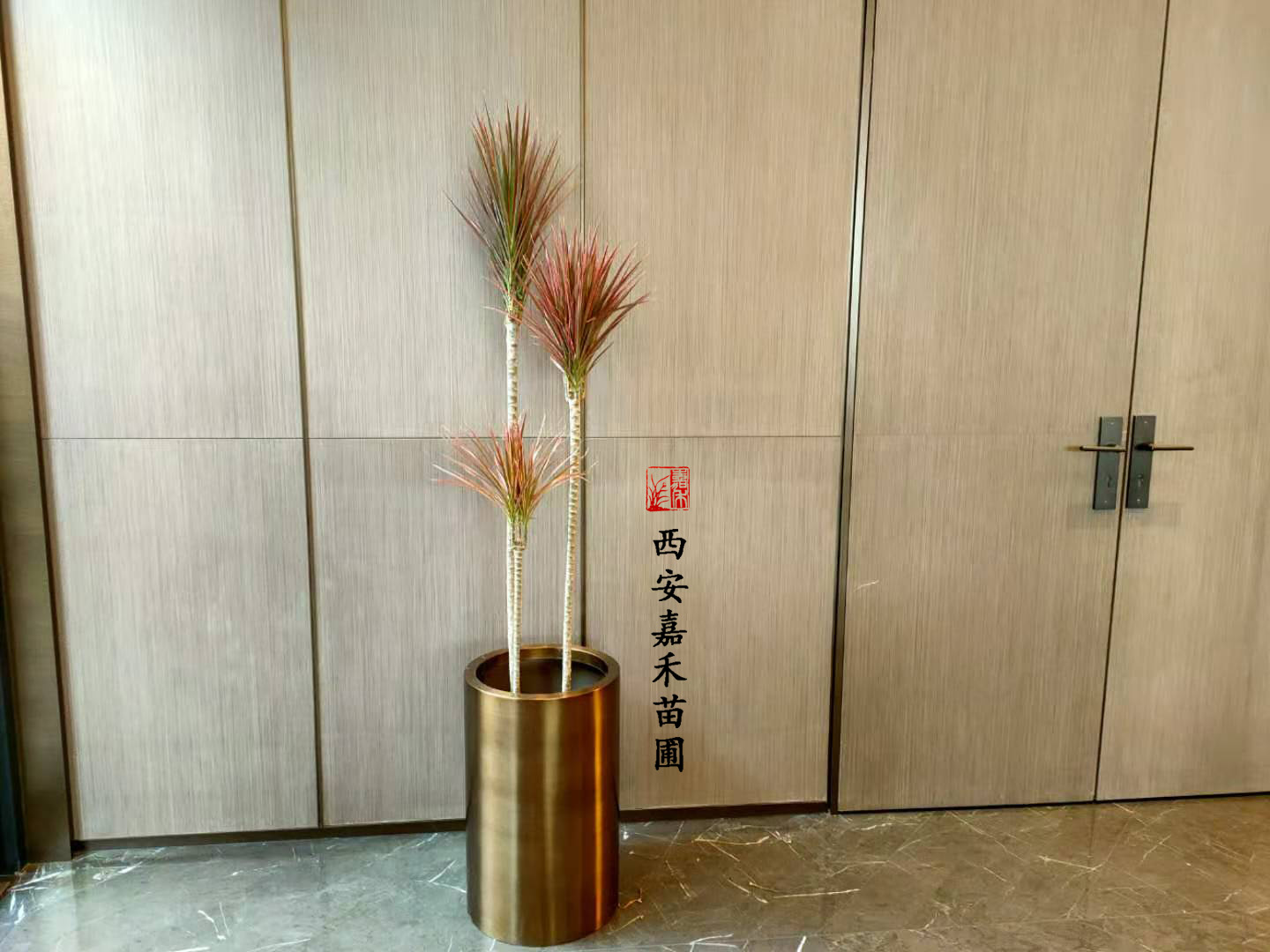 西安千年木租擺 西安千年木租擺