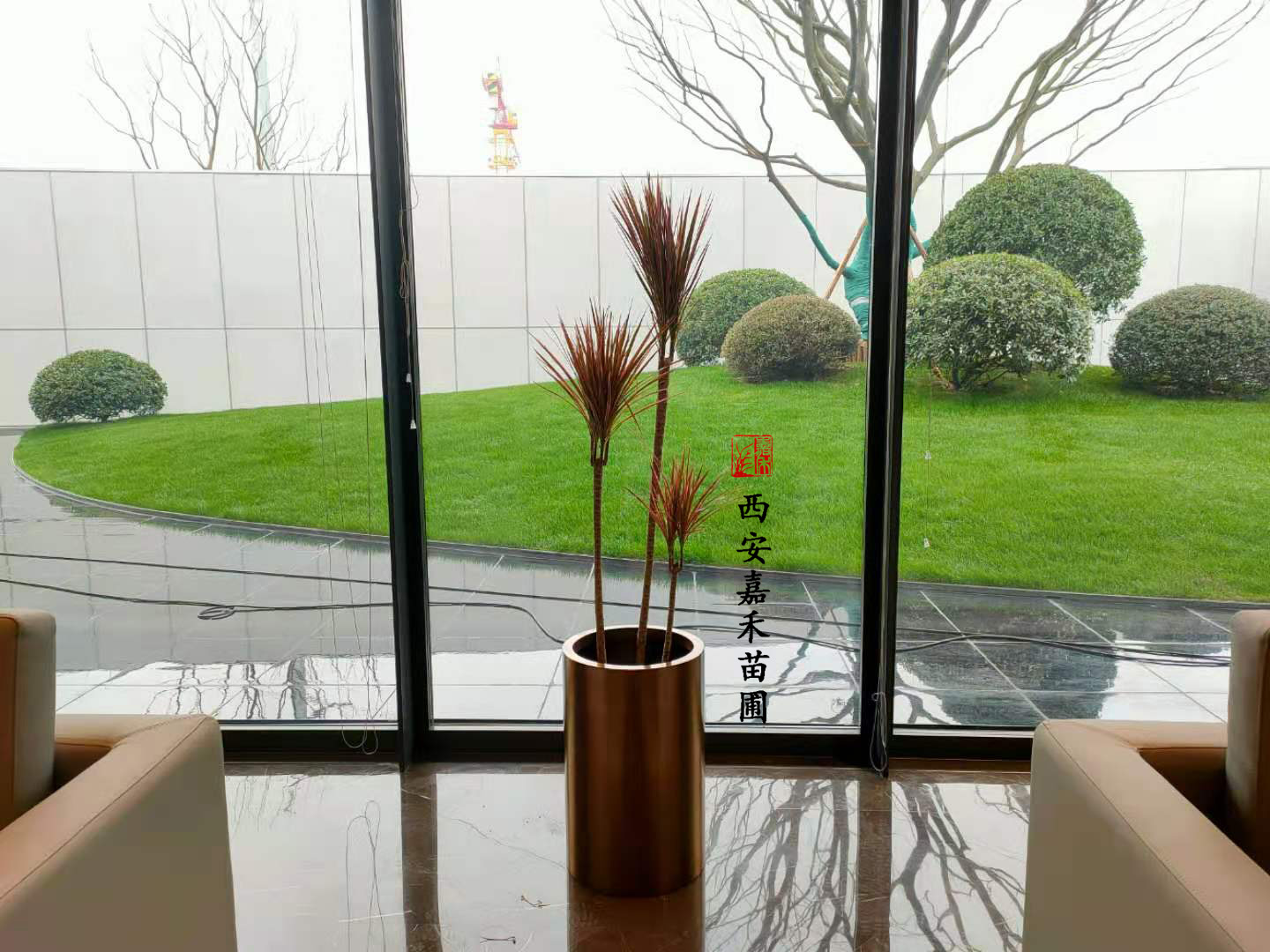 西安千年木租賃 西安千年木租賃