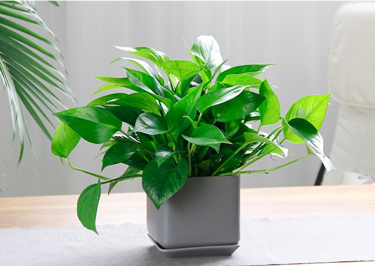 西安綠蘿租擺——嘉禾苗圃 西安綠蘿租擺——嘉禾苗圃