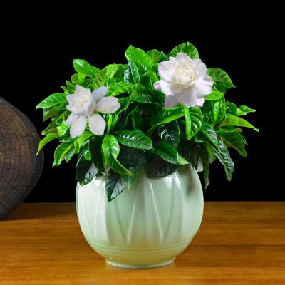 西安梔子花租擺租賃——嘉禾苗圃 西安梔子花租擺租賃——嘉禾苗圃