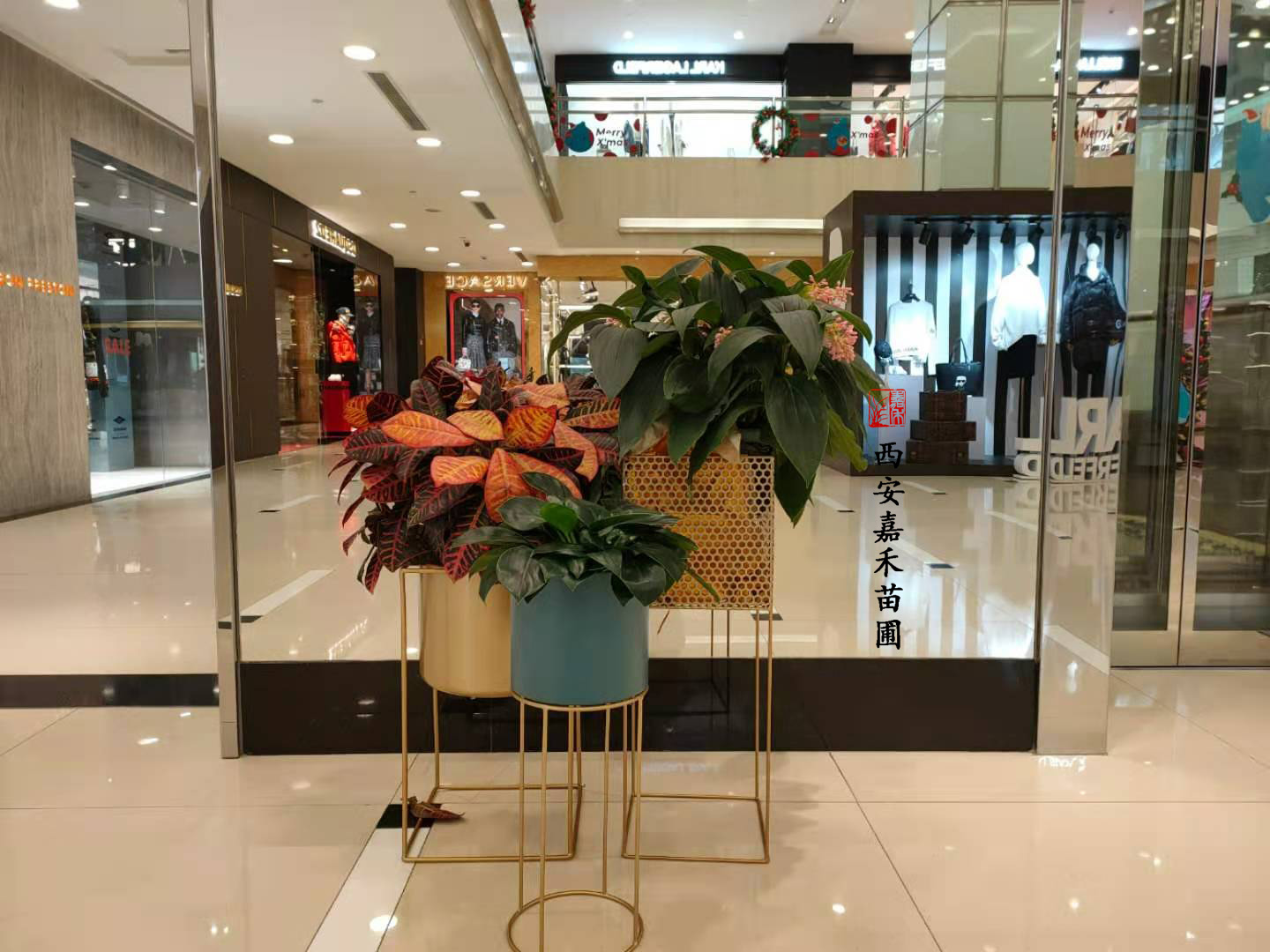 西安花卉綠植租賃——嘉禾苗圃