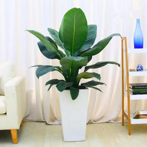 西安綠巨人(植物)租擺租賃——嘉禾苗圃 西安綠巨人(植物)租擺租賃——嘉禾苗圃