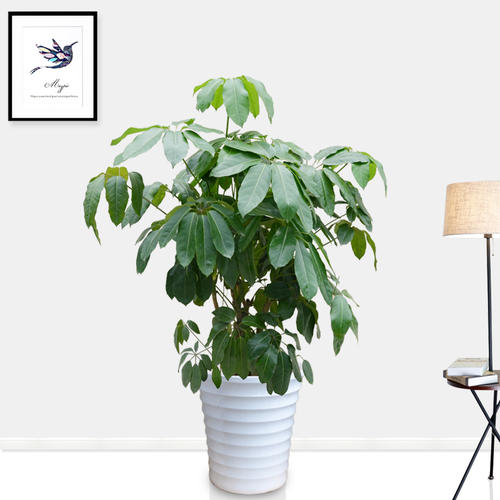 西安大葉傘租擺租賃——嘉禾苗圃 西安大葉傘租擺租賃——嘉禾苗圃