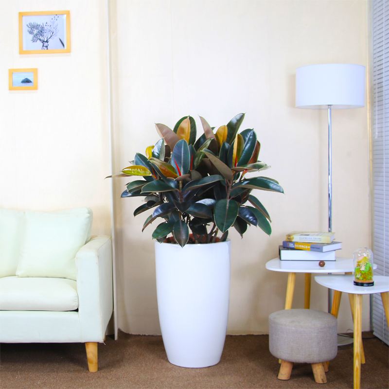 西安橡皮樹(shù)租擺租賃——嘉禾苗圃 西安橡皮樹(shù)租擺租賃——嘉禾苗圃