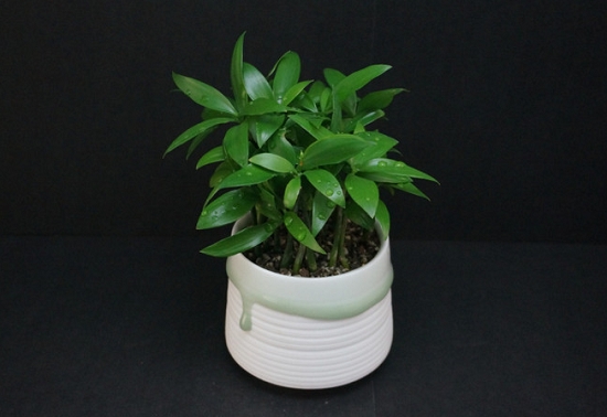 西安竹柏租擺租賃——嘉禾苗圃 西安竹柏租擺租賃——嘉禾苗圃