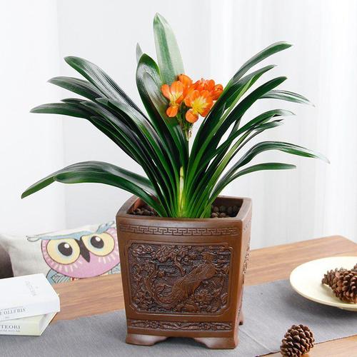 西安君子蘭租擺租賃——嘉禾苗圃 西安君子蘭租擺租賃——嘉禾苗圃