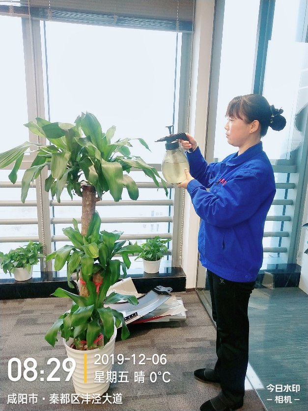 西安巴西木租擺養(yǎng)護(hù)——嘉禾苗圃